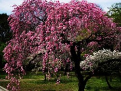 「しだれ桜」（神代植物園）